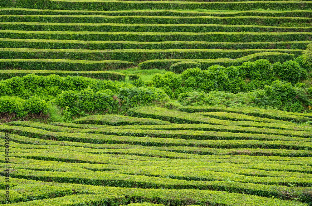 Background of green evenly trimmed tea bushes that grow in horizontal terraces and are separated in the middle by young low deciduous trees