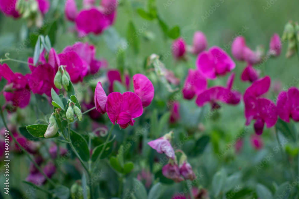 Pink purple wild sweet pea flowers on the summer lawn