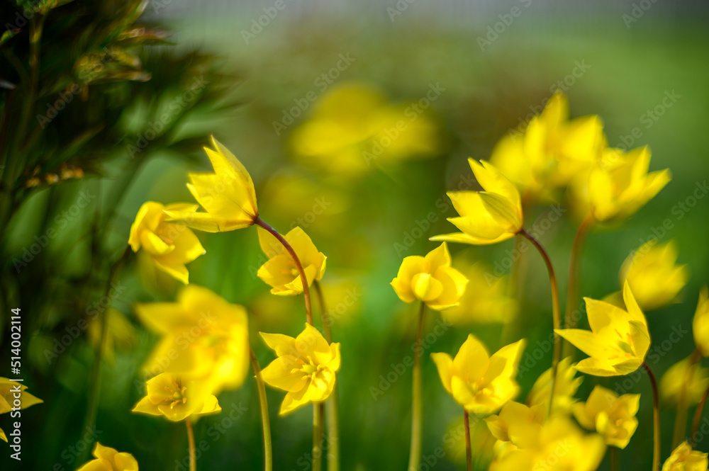 Flowers of yellow tulips on green grass macro. Romantic Tulipa Sylvestris in spring. Field close-up. Flowers. Floral background for design, postcards, posters, banners. Flowers of yellow tulips on green grass macro. Romantic Tulipa Sylvestris in spring. Field close-up. Flowers. Floral background for design, postcards, posters, banners.