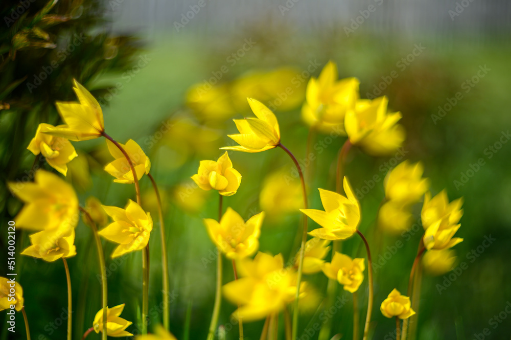 Flowers of yellow tulips on green grass macro. Romantic Tulipa Sylvestris in spring. Field close-up. Flowers. Floral background for design, postcards, posters, banners.