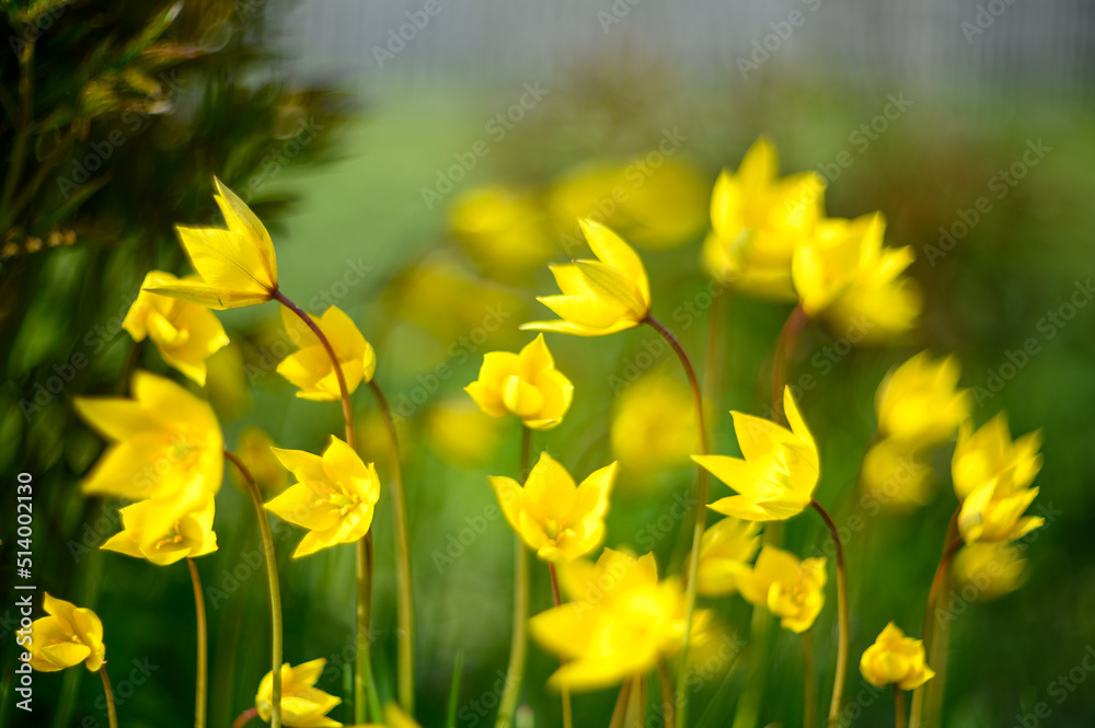 Obraz premium Flowers of yellow tulips on green grass macro. Romantic Tulipa Sylvestris in spring. Field close-up. Flowers. Floral background for design, postcards, posters, banners.