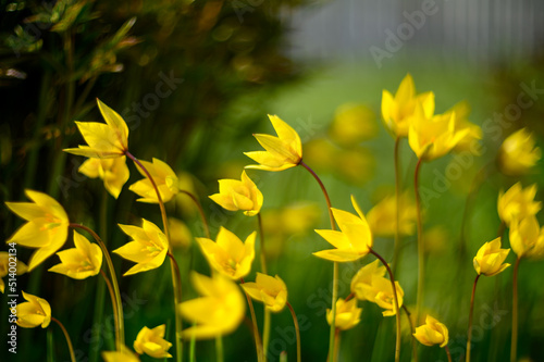 Flowers of yellow tulips on green grass macro. Romantic Tulipa Sylvestris in spring. Field close-up. Flowers. Floral background for design, postcards, posters, banners.