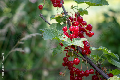 Close-up of red currant berries on a bush in the summer garden