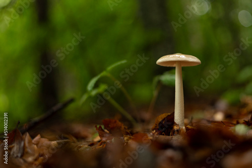 Single mushroom in forest