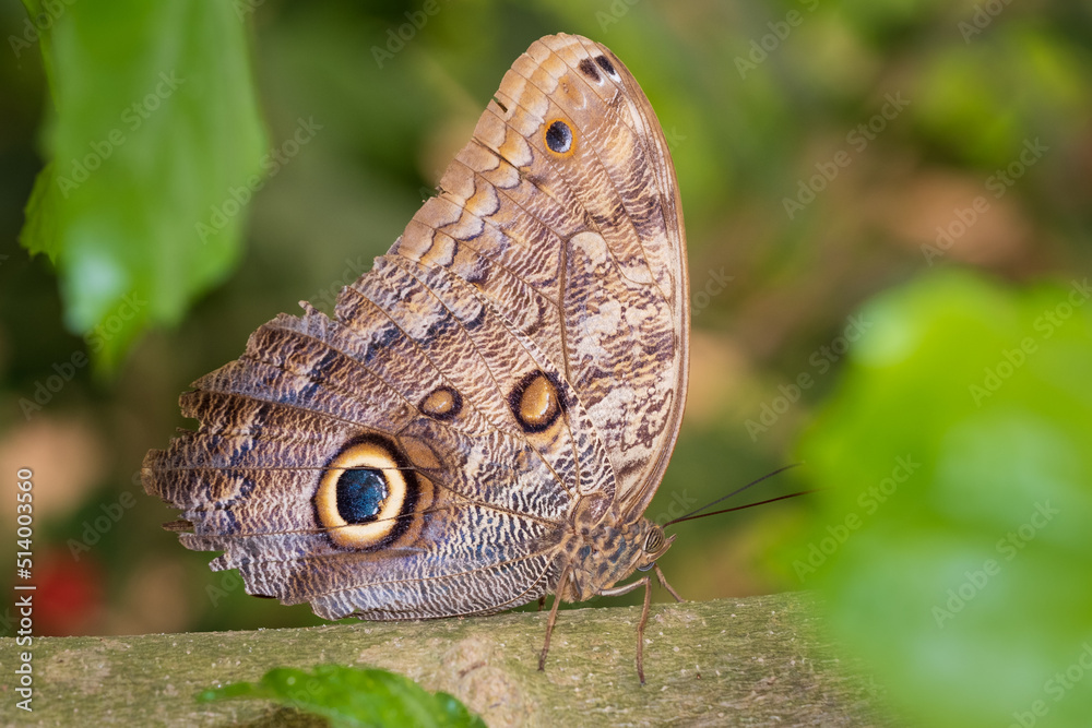 Papillon Caligo atreus Papillon Caligo atreus