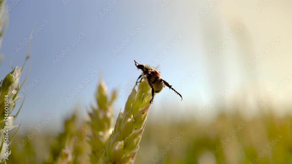 Detailed macro shot of an insect pest on a single ear of barley. Beautiful barley field landscape close to a country road in rural area. Agriculture landscape with young wheat.
