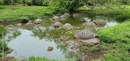 Galapagos tortoises in a pond
