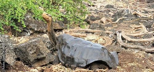 Glapagos tortoise