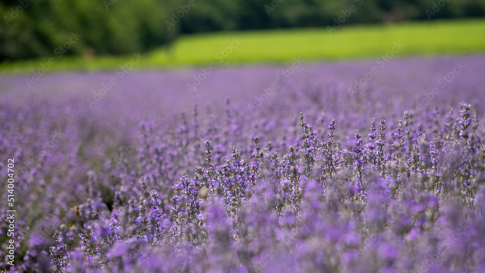 Fototapeta premium Beautiful violet lavender field in the province. Concept of medicine, fragants and aromatic products. Purple lavender blossomed flowers.