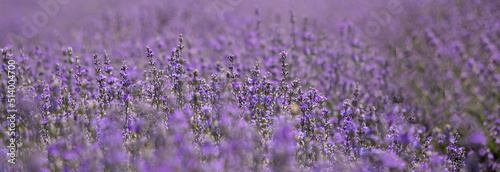 Beautiful violet lavender field in the province. Concept of medicine, fragants and aromatic products. Wide horizontal image of purple lavender blossomed flowers.