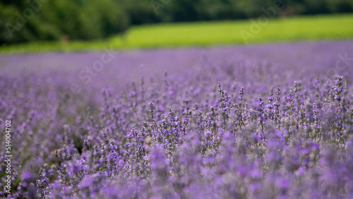 Beautiful violet lavender field in the province. Concept of medicine  fragants and aromatic products. Purple lavender blossomed flowers.