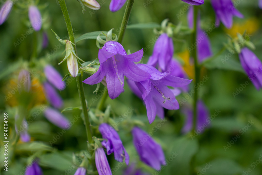 Purple Campanula Bellflowers in the summer garden. Close up of blue bell-shaped flowers