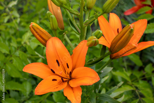 Orange lily in the summer garden. Close-up of lily flowers