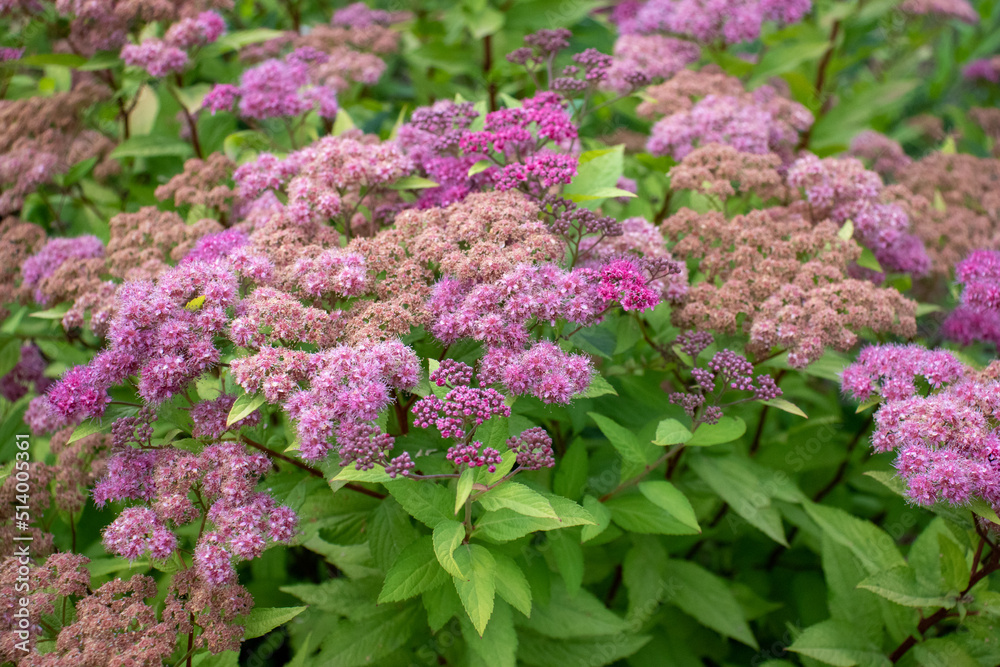 Pink spirea japonica flowers in the summer garden. Close-up Pink spirea japonica flowers in the summer garden. Close-up
