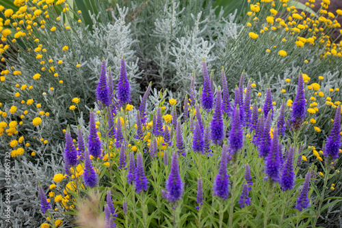 Purple veronica flowers and Grey silver  santolina chamaecyparissus cotton lavender yellow flowers in the summer garden. 