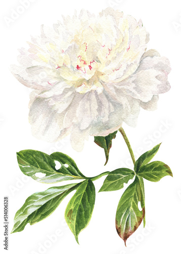 watercolor summer flowers - white peony in botanical style