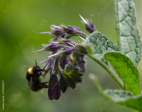Принти на полотні Bee Flower
