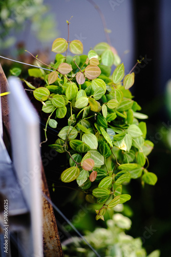 Dischidia Watermelon