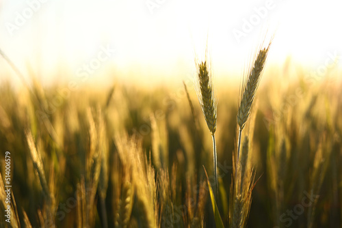 Wheat field. Ears of golden wheat close up. Beautiful Nature Sunset Landscape. Rural Scenery under Shining Sunlight. Background of ripening ears of wheat field.