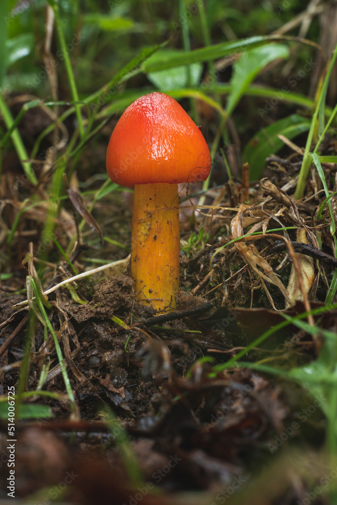 Single mushroom in wet summer forest Single mushroom in wet summer forest