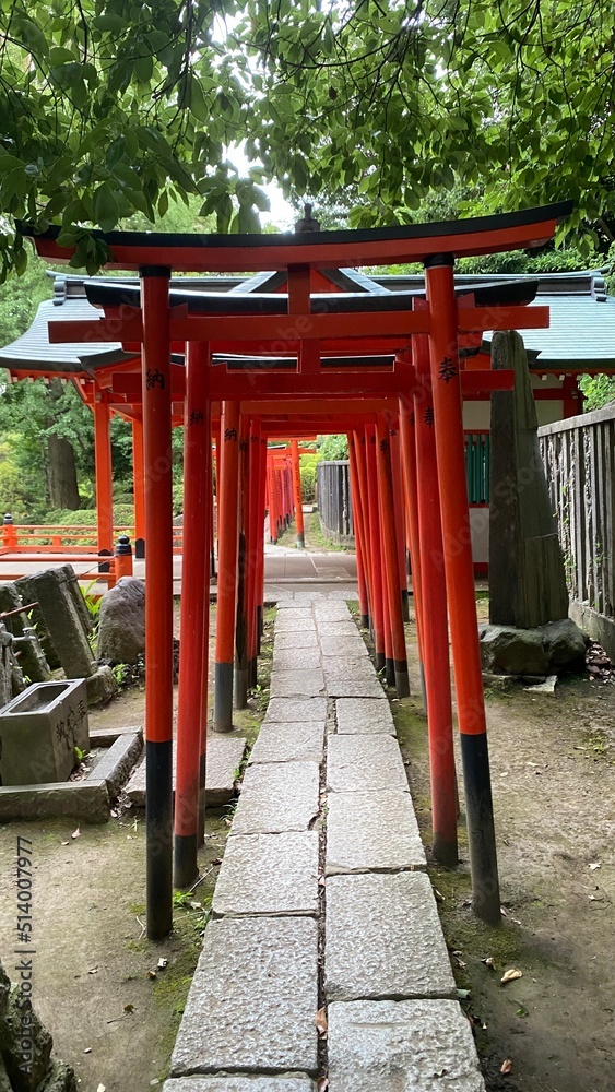 The passage of thousand tori at Japanese honorable shrine built by the 5th shogunate of Edo period, “Tokugawa”, the “Nezu Jinjya” with its vibrant scenery following the tradition The passage of thousand tori at Japanese honorable shrine built by the 5th shogunate of Edo period, “Tokugawa”, the “Nezu Jinjya” with its vibrant scenery following the tradition