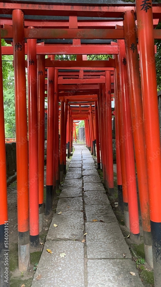 The passage of thousand tori at Japanese honorable shrine built by the 5th shogunate of Edo period, “Tokugawa”, the “Nezu Jinjya” with its vibrant scenery following the tradition The passage of thousand tori at Japanese honorable shrine built by the 5th shogunate of Edo period, “Tokugawa”, the “Nezu Jinjya” with its vibrant scenery following the tradition