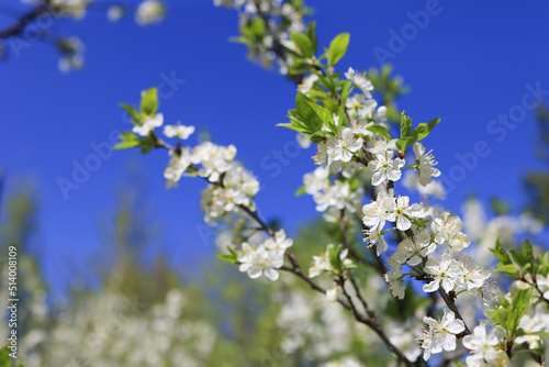 Cherry plum flowers on a blue sky background. Selective focus