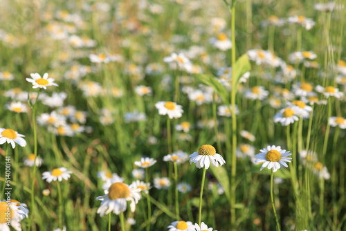 daisy, chamomile field of flowers. Selective focus