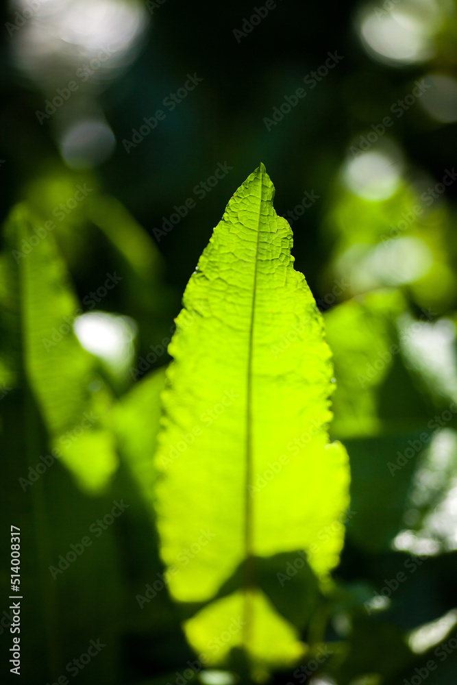 Fototapeta premium Green leaf in the forest