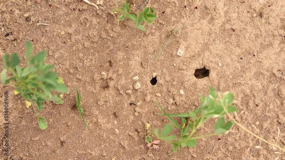 Ants on the ground moving fast and working in a team to gather food in summer. Ants on the ground moving fast and working in a team to gather food in summer.