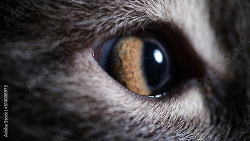 Foto Yellow cat eyes closeup. Visual acuity in cats concept