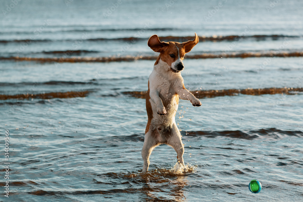 Crazy funny dog jumping for ball in water. Beagle standing on hind legs in water. Crazy funny dog jumping for ball in water. Beagle standing on hind legs in water.