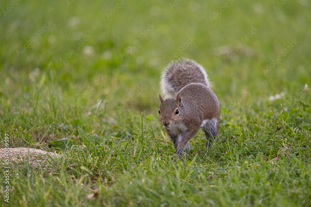 Gray squirrel walking in grass Gray squirrel walking in grass
