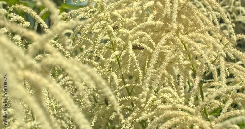 Bienen an der Bienenweide ein Geißbart
