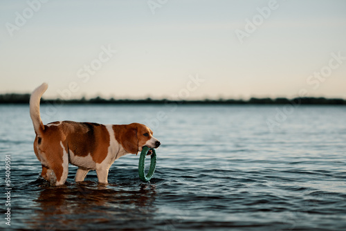 English Beagle dog with ring toy in mouth standing in water