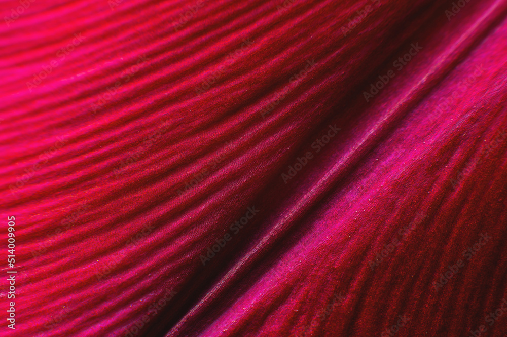 Fototapeta premium Floral background as a design element. Background of folds of delicate petals of red-violet color. Extreme macro and intimate curves