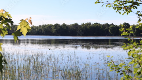 Obraz na płótnie lake in the woods w salonie
