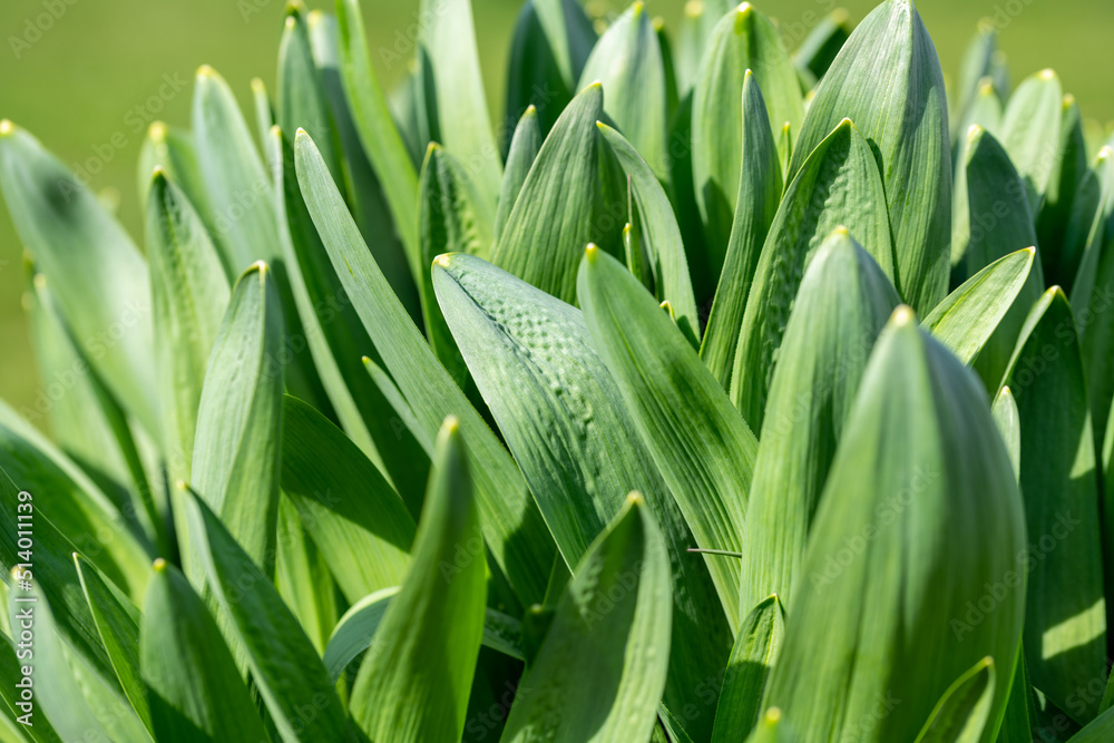 Obraz premium green grass with dew drops