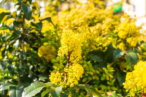 Spring Yellow Flowers of Mahonia