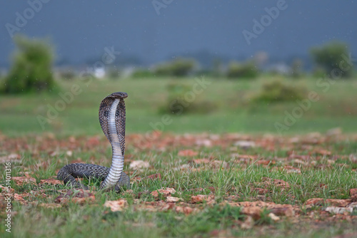 Canvas Print Indian Black Cobra