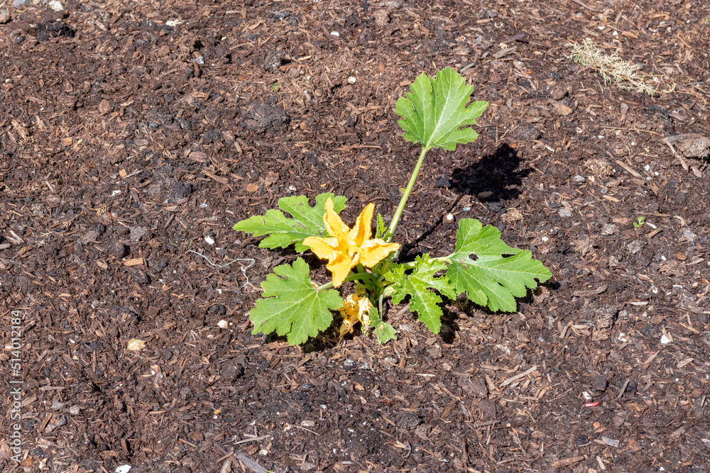 young courgette plant in the soil young courgette plant in the soil