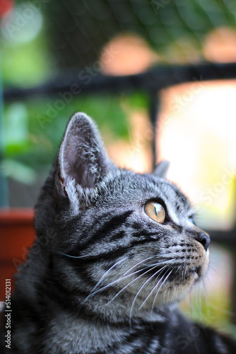 Portrait of a young British shorthair silver tabby cat looking curiously to the side. Outdoor with copy space. 