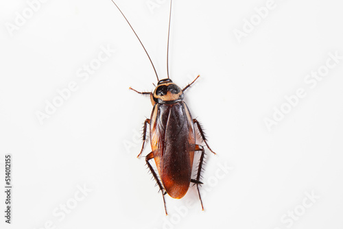 Close up cockroach isolated on white background (top view)