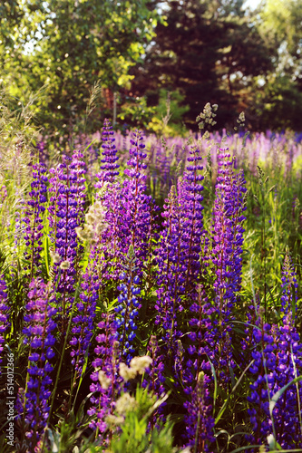 Wild blue-purple lupins field on a sunset. Tall grass meadow  shining sunbeams. Summertime aesthetics