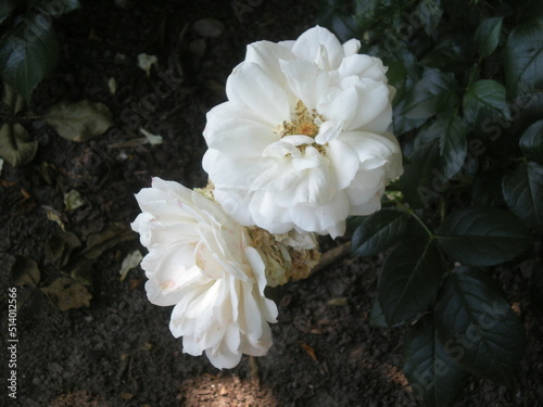 białe róże z ogrodu