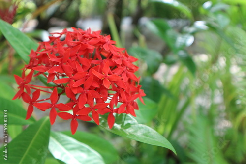 Red flower in the garden