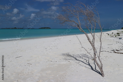 tree on the sand mathiveri maldives