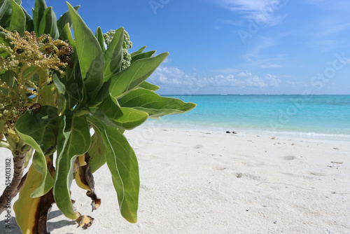 tree on the beach