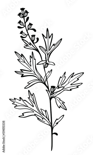Herbs decorative drawing. Flowers vector line drawing. Botanical sketches.Vector illustration. Wildflowers linear drawing. Spring summer black and white herbs. Decor element.