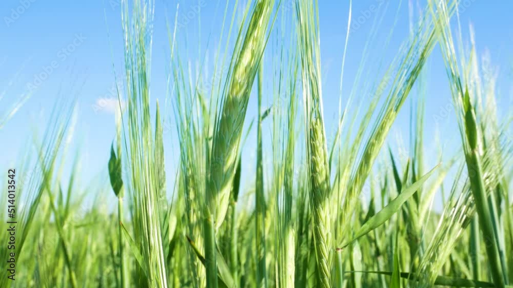 Green ears of wheat sway against the blue sky. Growing cereals Green ears of wheat sway against the blue sky. Growing cereals